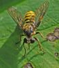 Choerades fimbriata
